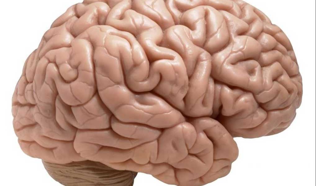 صورة تُظهر الدماغ