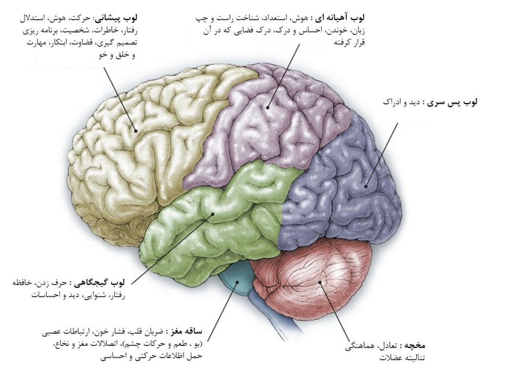طول عمر بیماران تومور مغزی