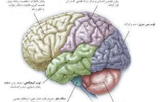 طول عمر بیماران تومور مغزی